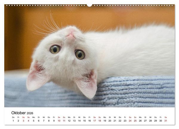 Produktbild: Katzenbabys (Wandkalender 2026 DIN A2 quer), CALVENDO Monatskalender