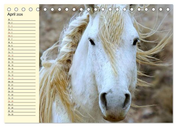 Produktbild: Wilde Pferde. Mustangs in USA (Tischkalender 2026 DIN A5 quer), CALVENDO Monatskalender