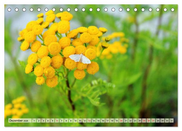 Produktbild: Wenn die Hummeln zum naschen kommen, ist dein Garten perfekt (Tischkalender 2026 DIN A5 quer), CALVENDO Monatskalender