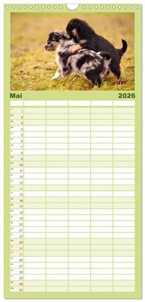 Produktbild: Familienplaner 2026 - Aussie Welpen 2026 mit 5 Spalten (Wandkalender, 21 x 45 cm) CALVENDO