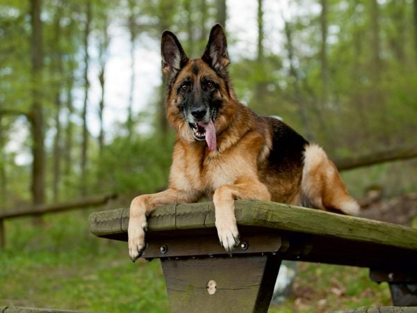 Produktbild: Deutscher Sch&auml;ferhund (Puzzle)