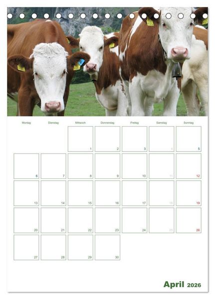 Produktbild: Kuhle K&uuml;he 2026 (Tischkalender 2026 DIN A5 hoch), CALVENDO Monatskalender