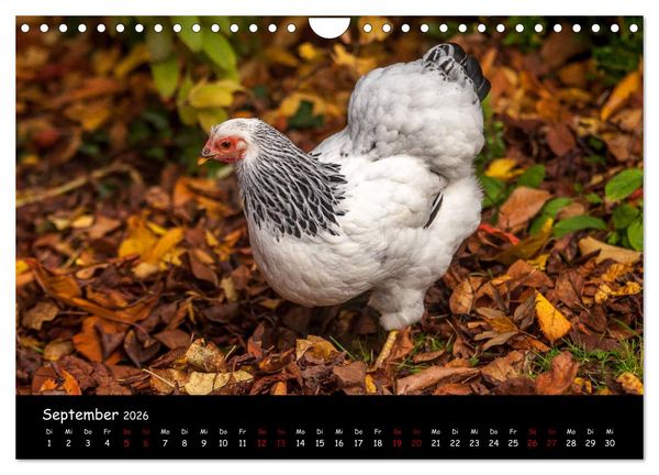 Produktbild: Neues von den Gartenh&uuml;hnern (Wandkalender 2026 DIN A4 quer), CALVENDO Monatskalender