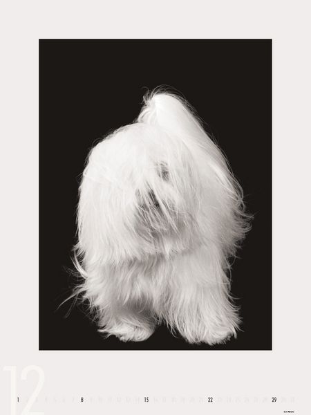 Produktbild: Dogs 2013 - Ruth Marcus