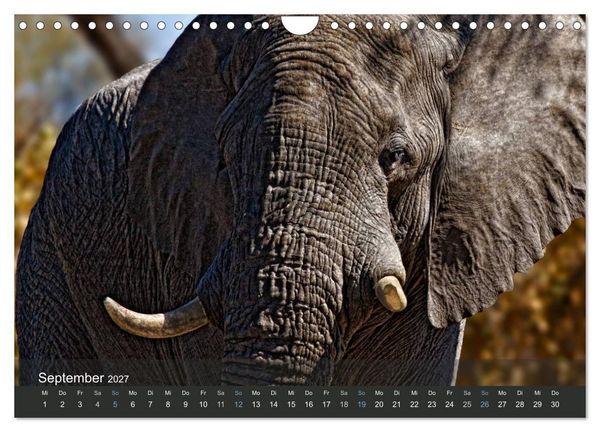 Produktbild: Elefanten (Wandkalender 2027 DIN A4 quer), CALVENDO Monatskalender