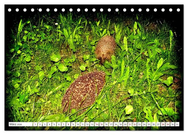 Produktbild: Mein Haus-Igel (Tischkalender 2026 DIN A5 quer), CALVENDO Monatskalender