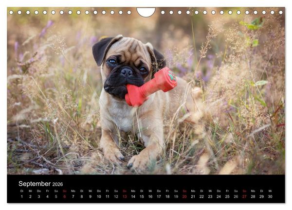 Produktbild: Berliner M&ouml;pse (Wandkalender 2026 DIN A4 quer), CALVENDO Monatskalender