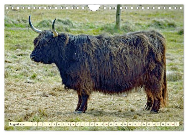 Produktbild: Die anmutigste Rinderrasse - Das schottische Hochlandrind (Wandkalender 2026 DIN A4 quer), CALVENDO Monatskalender