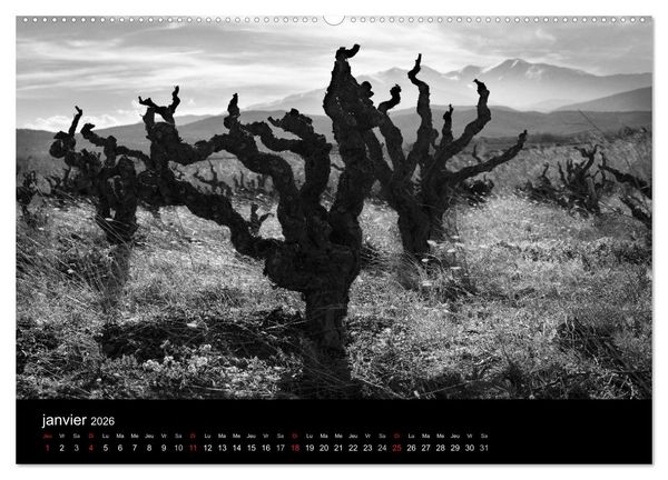 Produktbild: VIGNES DU SUD terroirs d'AOC (Calendrier mural 2026 DIN A2 vertical) calendrier de bureau