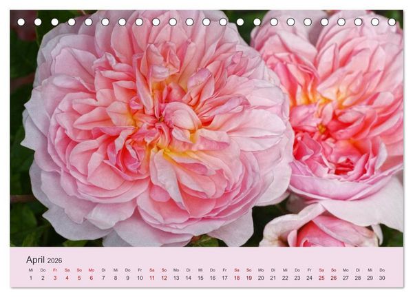 Produktbild: Rosen Reigen im Garten (Tischkalender 2026 DIN A5 quer), CALVENDO Monatskalender