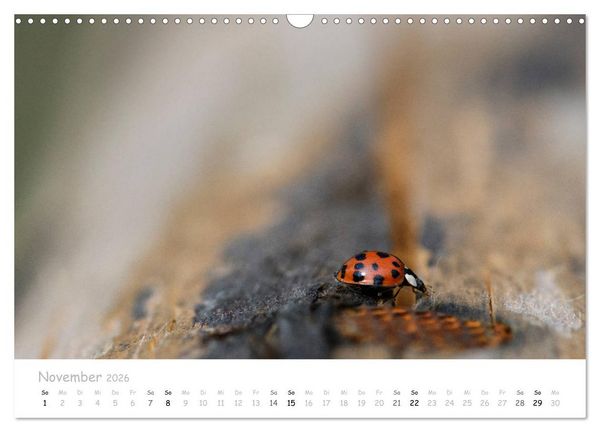 Produktbild: Marienk&auml;fer - kleine Gl&uuml;cksmomente (Wandkalender 2026 DIN A3 quer), CALVENDO Monatskalender