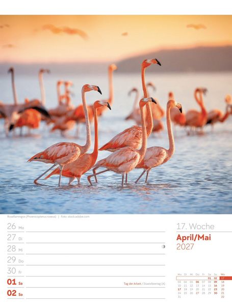 Produktbild: V&ouml;gel Wochenplaner Kalender 2027