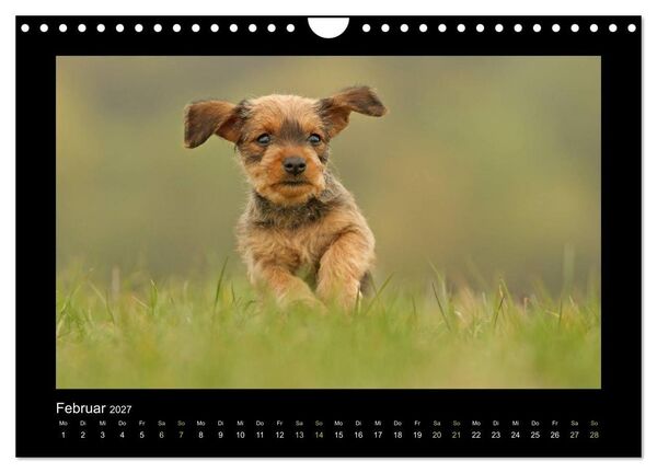 Produktbild: Allerlei Hundekinder (Wandkalender 2027 DIN A4 quer), CALVENDO Monatskalender