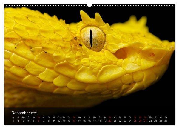 Produktbild: Giftschlangen (hochwertiger Premium Wandkalender 2026 DIN A2 quer), Kunstdruck in Hochglanz