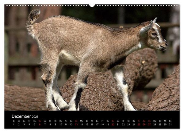 Produktbild: Zwergziegen (hochwertiger Premium Wandkalender 2026 DIN A2 quer), Kunstdruck in Hochglanz