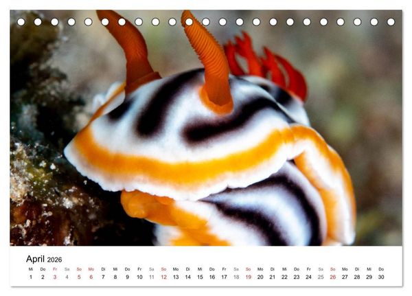 Produktbild: Highlights aus dem Meer - Tauchkalender (Tischkalender 2026 DIN A5 quer), CALVENDO Monatskalender