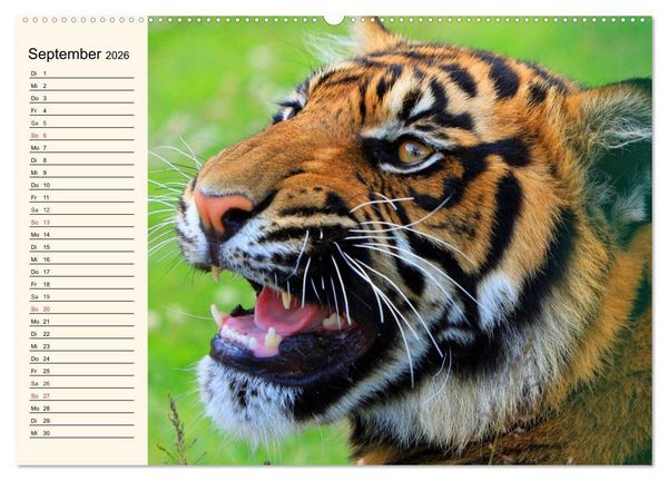 Produktbild: Tiger. Gestreift, wild und sch&ouml;n (Wandkalender 2026 DIN A2 quer), CALVENDO Monatskalender
