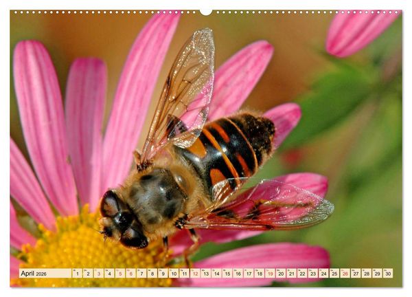 Produktbild: Farbenpracht der Insekten (hochwertiger Premium Wandkalender 2026 DIN A2 quer), Kunstdruck in Hochglanz