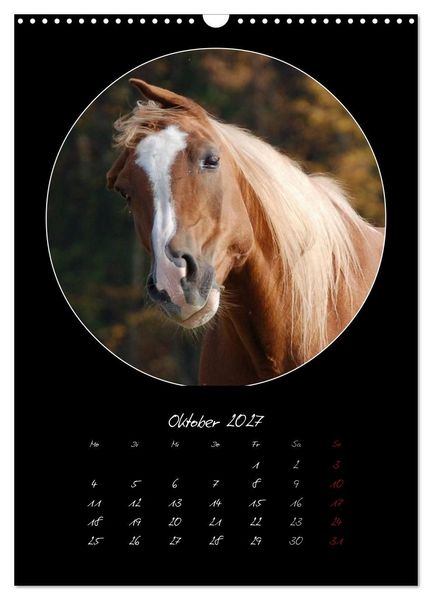 Produktbild: Crazy horses (Wandkalender 2027 DIN A3 hoch), CALVENDO Monatskalender