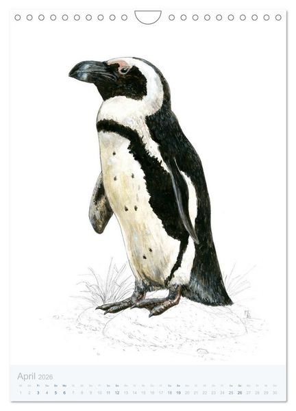 Produktbild: Pinguine - 13 Illustrationen (Wandkalender 2026 DIN A4 hoch), CALVENDO Monatskalender