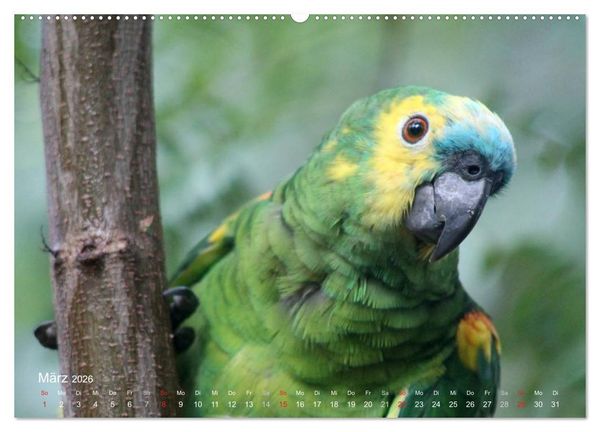 Produktbild: Blaustirnamazonen - Papageien in Paraguay (hochwertiger Premium Wandkalender 2026 DIN A2 quer), Kunstdruck in Hochglanz