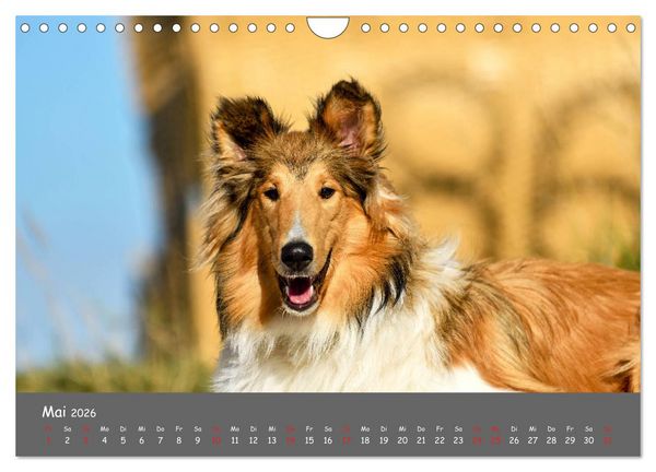 Produktbild: Einmal Collie - immer Collie (Wandkalender 2026 DIN A4 quer), CALVENDO Monatskalender