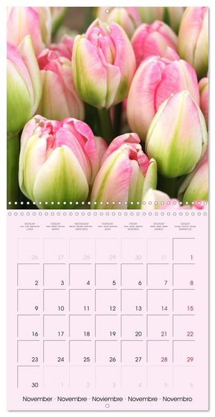 Produktbild: Tulipes &eacute;l&eacute;gantes (Calendrier mural carr&eacute; 2026 30x30 cm) Calendrier double avec une page pour vos prises de notes