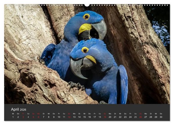 Produktbild: Wildlife Pantanal 2026 (hochwertiger Premium Wandkalender 2026 DIN A2 quer), Kunstdruck in Hochglanz