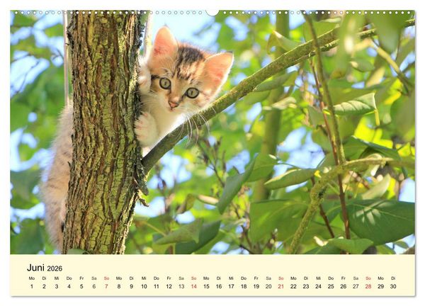 Produktbild: Putzige Katzenkinder. Drollige K&auml;tzchen entdecken die Welt! (Wandkalender 2026 DIN A2 quer), CALVENDO Monatskalender