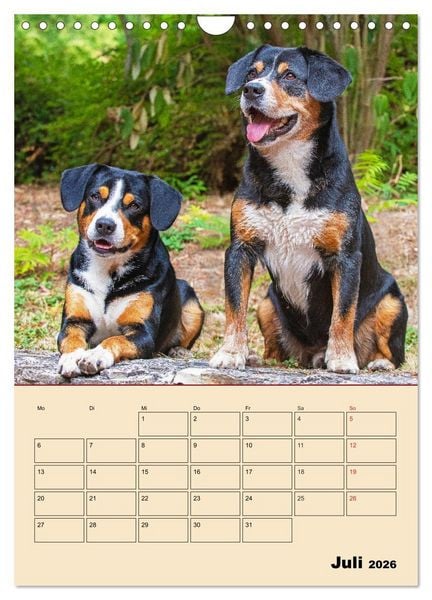 Produktbild: Jahresplaner Entlebucher Sennenhund (Wandkalender 2026 DIN A4 hoch), CALVENDO Monatskalender