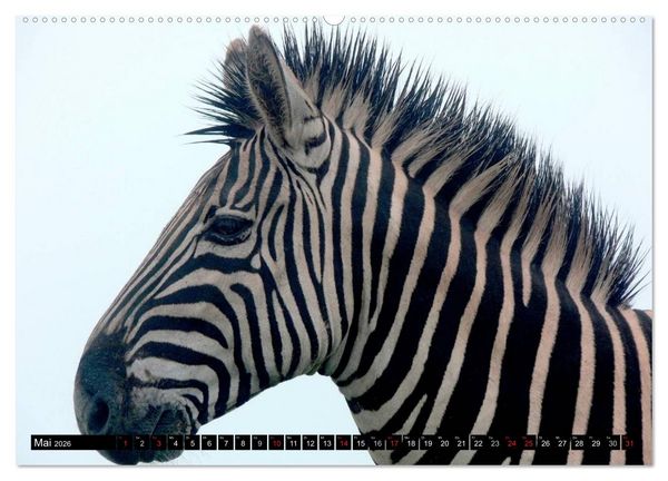 Produktbild: Zebras - Ungez&auml;hmte Kraft (hochwertiger Premium Wandkalender 2026 DIN A2 quer), Kunstdruck in Hochglanz