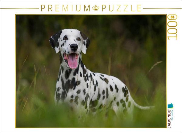 Produktbild: CALVENDO Puzzle Dalmatiner | 1000 Teile Lege-Gr&ouml;&szlig;e 64x48cm Foto-Puzzle f&uuml;r gl&uuml;ckliche Stunden
