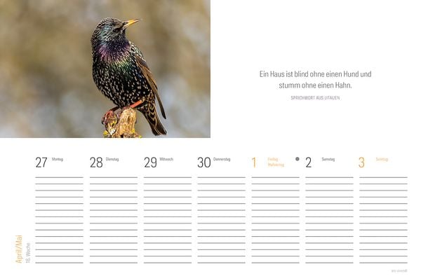 Produktbild: Tischkalender Vogel 2027