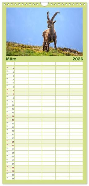 Produktbild: Familienplaner 2026 - Steinbock - K&ouml;nig der Alpen mit 5 Spalten (Wandkalender, 21 x 45 cm) CALVENDO