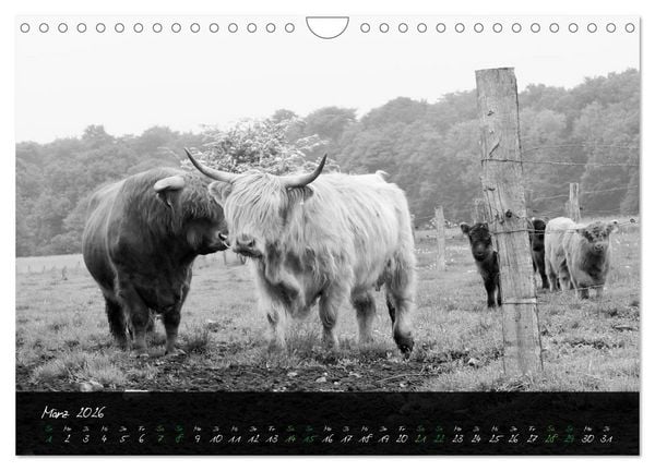 Produktbild: Highland Cattle vom Nordlicht - Faszination Hochland Rind (Wandkalender 2026 DIN A4 quer), CALVENDO Monatskalender