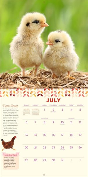 Produktbild: How to Speak Chicken Wall Calendar 2025