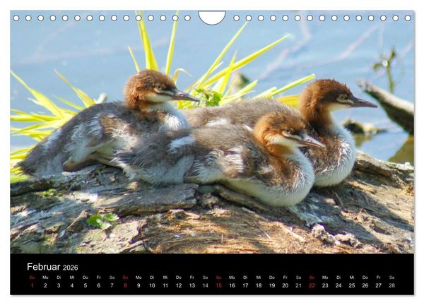 Produktbild: Die Kinderstube der Wasserv&ouml;gel (Wandkalender 2026 DIN A4 quer), CALVENDO Monatskalender