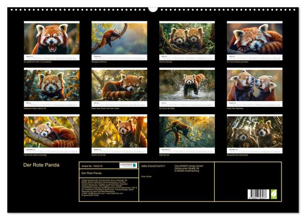 Produktbild: Der Rote Panda (Wandkalender 2026 DIN A2 quer), CALVENDO Monatskalender