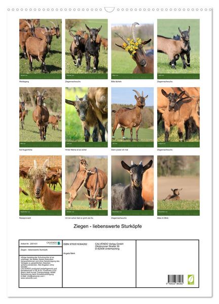 Produktbild: Ziegen - liebenswerte Sturk&ouml;pfe (Wandkalender 2026 DIN A2 hoch), CALVENDO Monatskalender