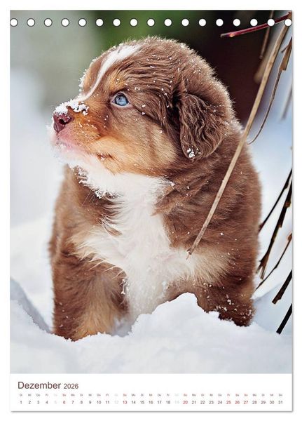 Produktbild: Australian Shepherds (Tischkalender 2026 DIN A5 hoch), CALVENDO Monatskalender