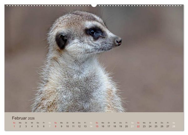 Produktbild: Quirlige Erdm&auml;nnchen (hochwertiger Premium Wandkalender 2026 DIN A2 quer), Kunstdruck in Hochglanz