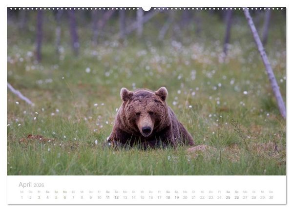 Produktbild: Braunb&auml;ren - pelzige Riesen in Finnlands W&auml;ldern (hochwertiger Premium Wandkalender 2026 DIN A2 quer), Kunstdruck in Hochglanz