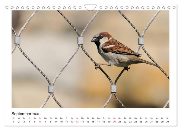 Produktbild: Heimische Gartenv&ouml;gel - Gefiederte Freunde (Wandkalender 2026 DIN A4 quer), CALVENDO Monatskalender