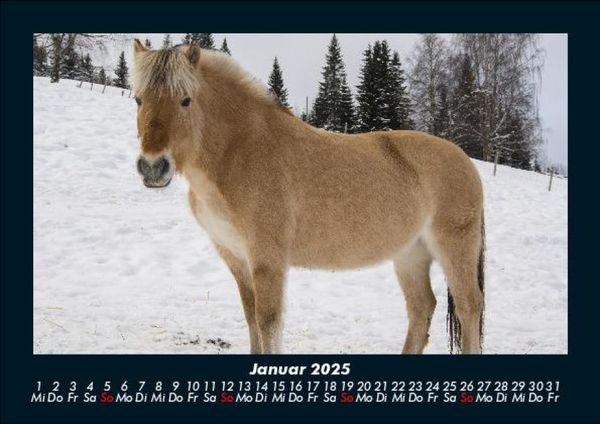 Produktbild: Die Welt der Pferde 2025 Fotokalender DIN A5