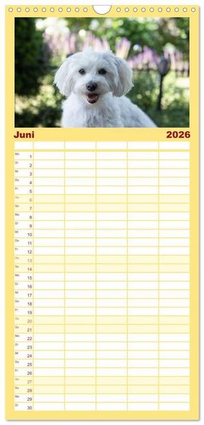 Produktbild: Familienplaner 2026 - Maltipoo - Malteser -Pudel mit 5 Spalten (Wandkalender, 21 x 45 cm) CALVENDO