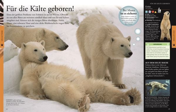 Produktbild: Wissen f&uuml;r clevere Kids. Tiere f&uuml;r clevere Kids