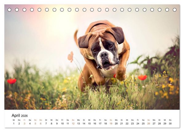 Produktbild: Deutscher Boxer (Tischkalender 2026 DIN A5 quer), CALVENDO Monatskalender