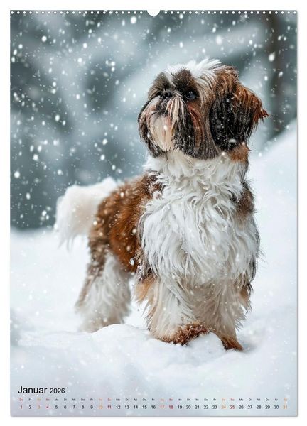 Produktbild: Shih Tzu - immer im Mittelpunkt (hochwertiger Premium Wandkalender 2026 DIN A2 hoch), Kunstdruck in Hochglanz