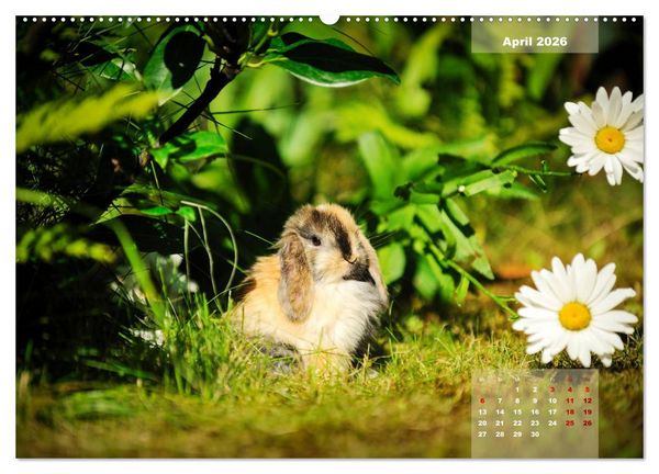 Produktbild: Kaninchen klein und putzig (Wandkalender 2026 DIN A2 quer), CALVENDO Monatskalender