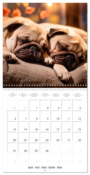 Produktbild: PUGS Cute and cuddly doggies (Wall Calendar 2026 12 &times; 12 Inch) CALVENDO 12 Month Wall Calendar
